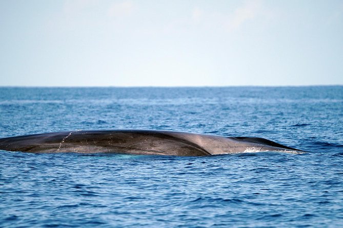 Whale Watching Eco-Adventure from Costa Adeje - Who will enjoy this tour most?