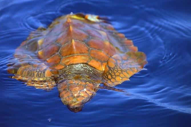 Whale Watching Eco-Adventure from Costa Adeje - Should you book the Costa Adeje whale trip?