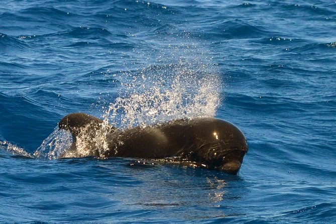 Whale Watching Eco-Adventure from Costa Adeje - FAQ
