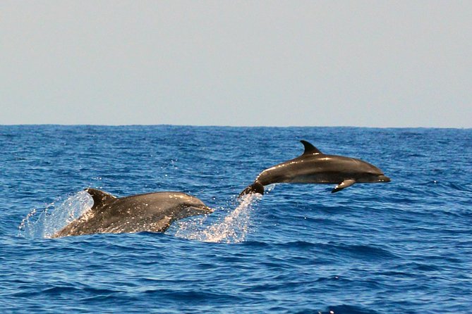 Whale Watching Eco-Adventure from Costa Adeje - What the two-hour outing feels like