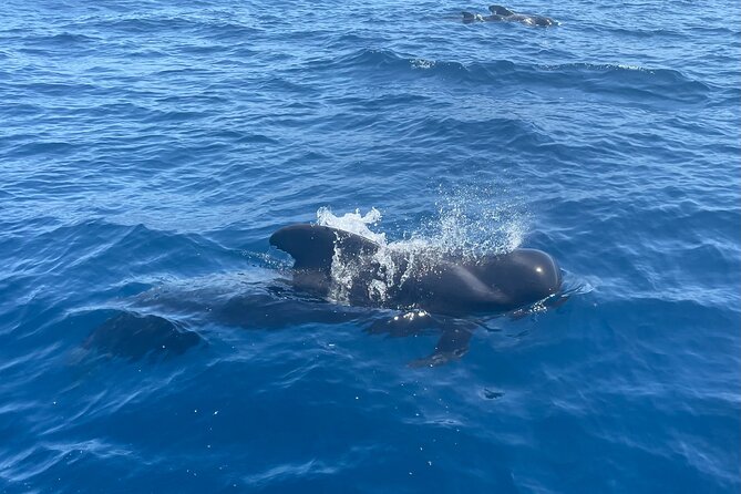 Whales and Dolphins excursion on a Luxury Yacht in Canary Islands - Should you book it?
