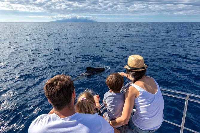 Whales & Dolphins watching in exclusive sailboat - What to know before you sail