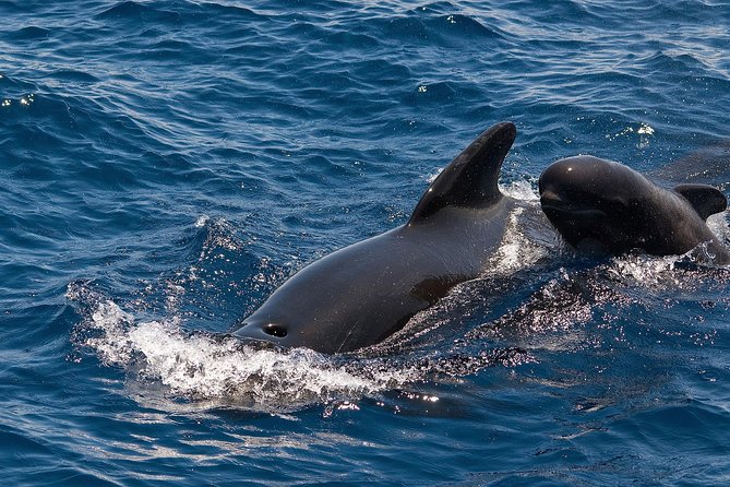 Whales & Dolphins watching in exclusive sailboat - Setting off from Puerto Colón