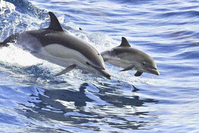 Whales & Dolphins watching in exclusive sailboat - FAQ