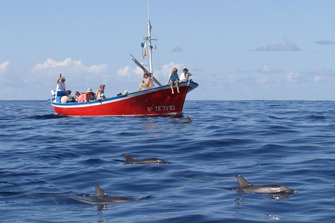 Whalewatching La Gomera - Key points before you book